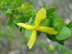 Hypericum hypericoides  St. Andrew's Cross