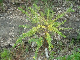 Hypericum hypericoides  St. Andrew's Cross