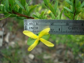 Hypericum hypericoides  St. Andrew's Cross