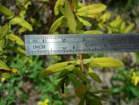 Hypericum hypericoides  St. Andrew's Cross