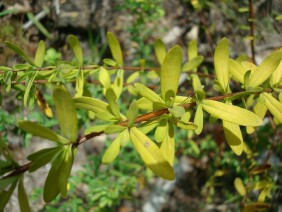 Hypericum hypericoides  St. Andrew's Cross