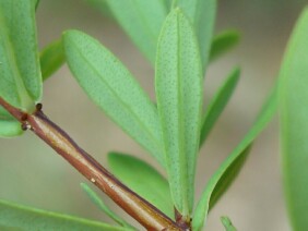 Hypericum hypericoides  St. Andrew's Cross