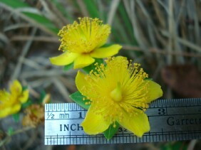 Hypericum myrtifolium Myrtleleaf St. Johnswort