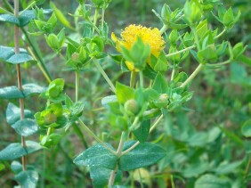 Hypericum myrtifolium Myrtleleaf St. Johnswort