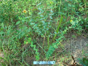 Hypericum myrtifolium Myrtleleaf St. Johnswort