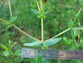 Hypericum myrtifolium Myrtleleaf St. Johnswort