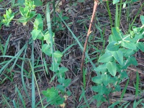 Hypericum myrtifolium Myrtleleaf St. Johnswort