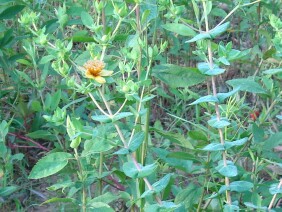 Hypericum myrtifolium Myrtleleaf St. Johnswort