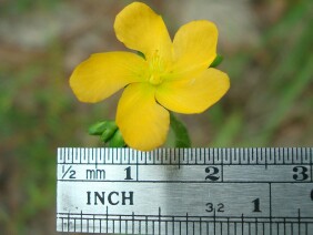 Hypericum setosum Hairy St. John's Wort