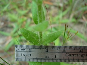 Hypericum setosum Hairy St. John's Wort