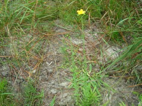 Hypericum setosum Hairy St. John's Wort