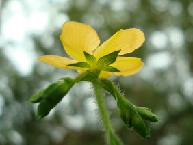 Hypericum setosum Hairy St. John's Wort