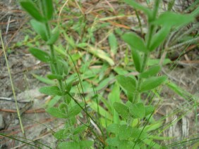 Hypericum setosum Hairy St. John's Wort