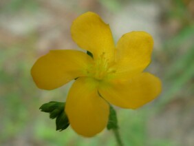 Hypericum setosum Hairy St. John's Wort