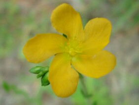 Hypericum setosum Hairy St. John's Wort