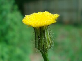 Hypochaeris brasiliensis Cat's Ear