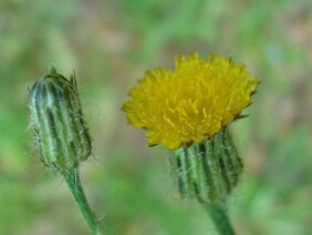 Hypochaeris brasiliensis Cat's Ear