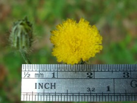 Hypochaeris brasiliensis Cat's Ear