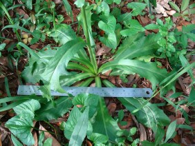 Hypochaeris brasiliensis Cat's Ear