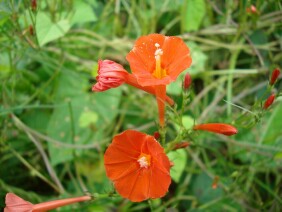 Ipomoea hederifolia Scarlet Creeper