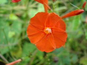 Ipomoea hederifolia Scarlet Creeper