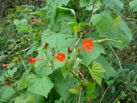 Ipomoea hederifolia Scarlet Creeper