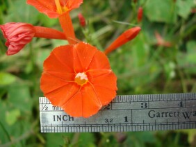 Ipomoea hederifolia Scarlet Creeper