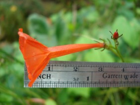 Ipomoea hederifolia Scarlet Creeper