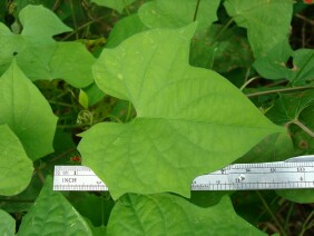 Ipomoea hederifolia Scarlet Creeper