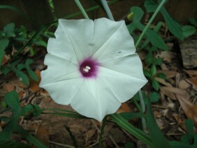 Ipomoea pandurata Man Of The Earth