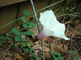 Ipomoea pandurata Man Of The Earth