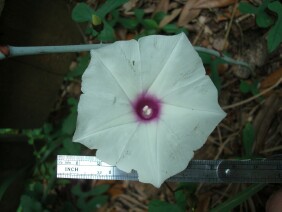 Ipomoea pandurata Man Of The Earth