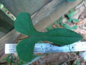 Ipomoea pandurata Man Of The Earth