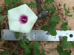 Ipomoea pandurata Man Of The Earth