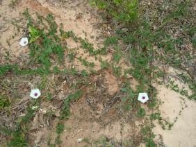 Ipomoea pandurata Man Of The Earth