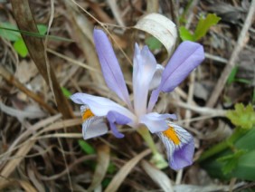 Iris verna Dwarf Iris