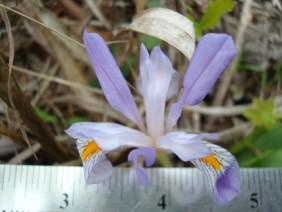 Iris verna Dwarf Iris