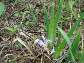 Iris verna Dwarf Iris