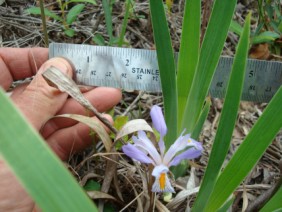 Iris verna Dwarf Iris