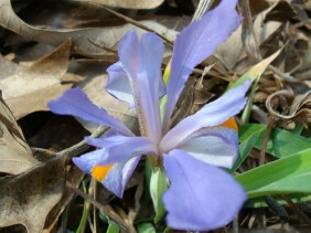Iris verna Dwarf Iris