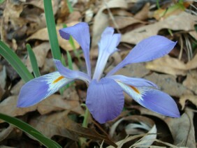 Iris verna Dwarf Iris