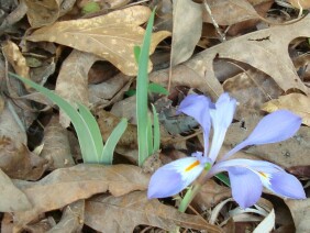 Iris verna Dwarf Iris