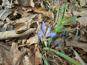 Iris verna Dwarf Iris