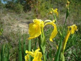 Iris pseudacorus Paleyellow Iris