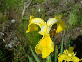 Iris pseudacorus Paleyellow Iris