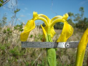 Iris pseudacorus Paleyellow Iris