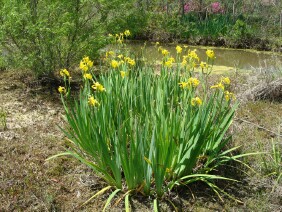 Iris pseudacorus Paleyellow Iris