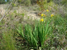 Iris pseudacorus Paleyellow Iris