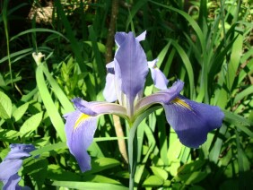 Iris virginica Blue Flag