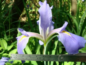 Iris virginica Blue Flag